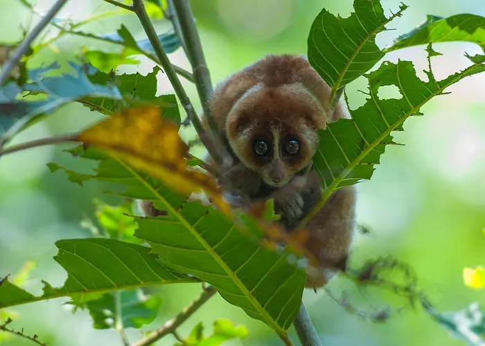 Shangri-La Rasa Ria, Kota Kinabalu